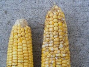 Stink bug damage on corn.