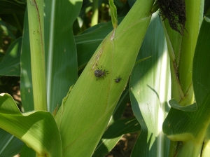 Stink bugs on corn.