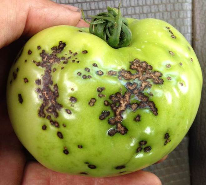 bacterial tomato
