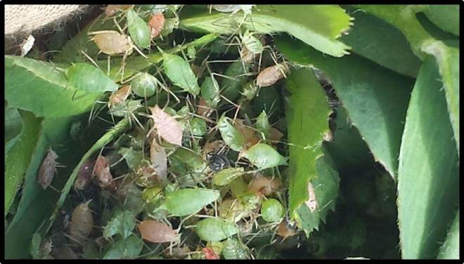 pea aphids in alfalfa